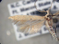 Batrachedra enormis