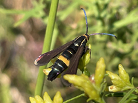 Carmenta pyralidiformis