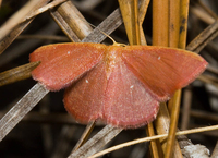 Cyclophora new species 1 nr. culicaria