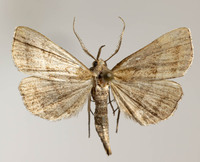 Macrochilo new species nr. absorptalis