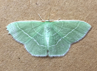 Nemoria tuscarora