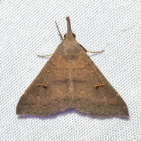 Renia salusalis-fraternalis