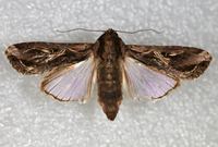 Spodoptera dolichos