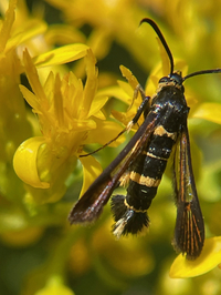 Synanthedon decipiens