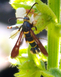 Synanthedon decipiens