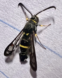 Synanthedon decipiens