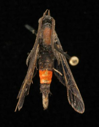 Synanthedon rubrofascia