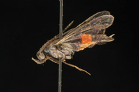 Synanthedon rubrofascia