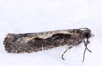 Epinotia vertumnana