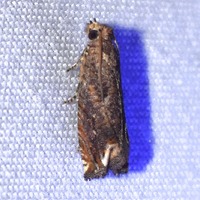 Epiblema abruptana