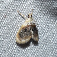 Lipocosmodes fuliginosalis