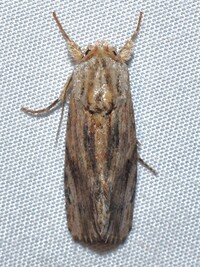 Spodoptera eridania