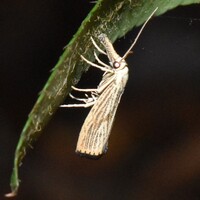 Agriphila ruricolellus