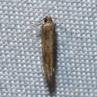 Perimede unidentified species
