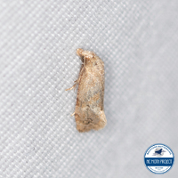 Platphalonidia magdalenae