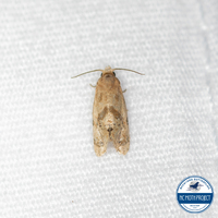 Platphalonidia magdalenae