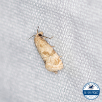 Platphalonidia magdalenae