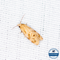 Platphalonidia magdalenae