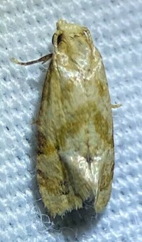 Platphalonidia magdalenae