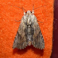 Spodoptera eridania