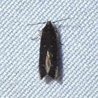 Perimede unidentified species