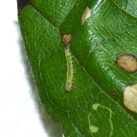 Acleris negundana