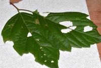 Acleris negundana
