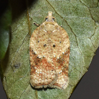 Acleris negundana