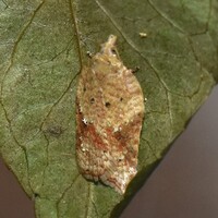 Acleris negundana