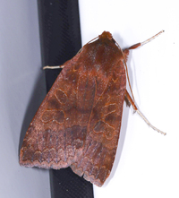 Metaxaglaea violacea