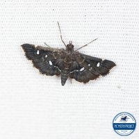 Diathrausta harlequinalis