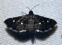 Diathrausta harlequinalis