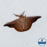 Lacosoma chiridota