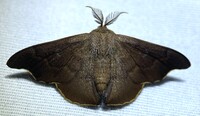 Lacosoma chiridota