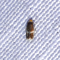 Stigmella unidentified species