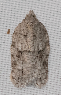 Acleris nigrolinea