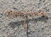 Amblyptilia pica