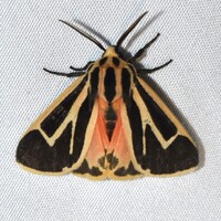 Apantesis phalerata