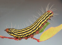 Datana ranaeceps
