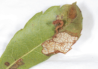 Acrobasis cirroferella