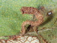 Acrobasis cirroferella