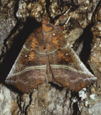 Scoliopteryx libatrix
