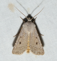 Agrotis vetusta