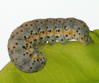 Metaxaglaea violacea