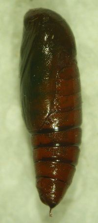Pangrapta decoralis