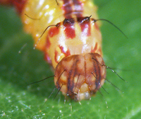Schizura ipomaeae