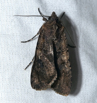 Peridroma saucia