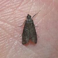 Cacotherapia unipuncta