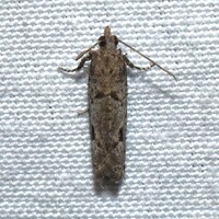 Epinotia unidentified species