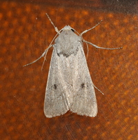 Agrotis vetusta